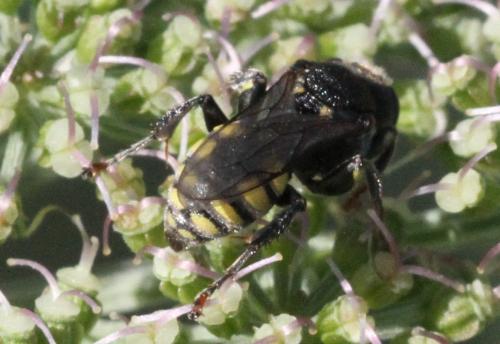 Oxybelus mucronatus